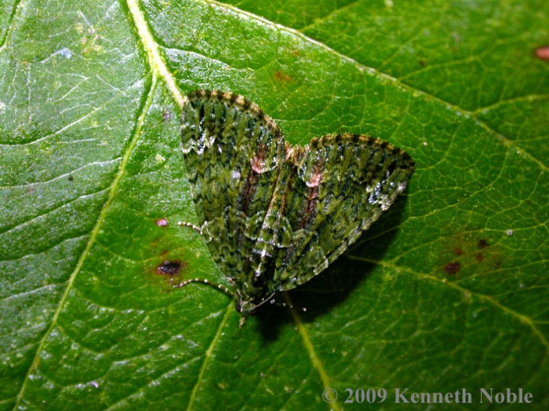 red-green carpet ex9154 _800_.JPG